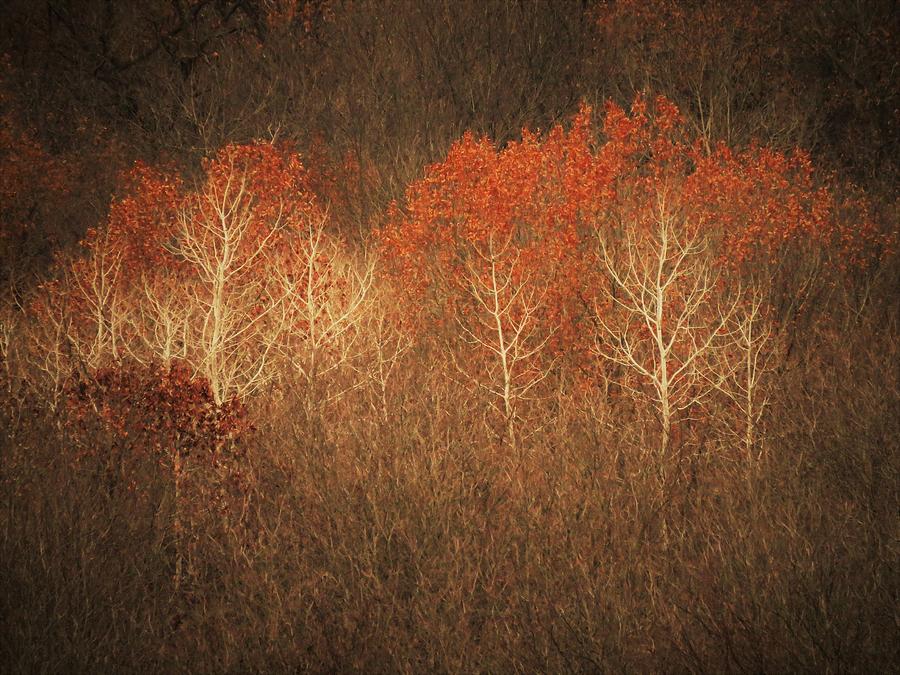 Red Headed Birch  Photograph by Lori Frisch