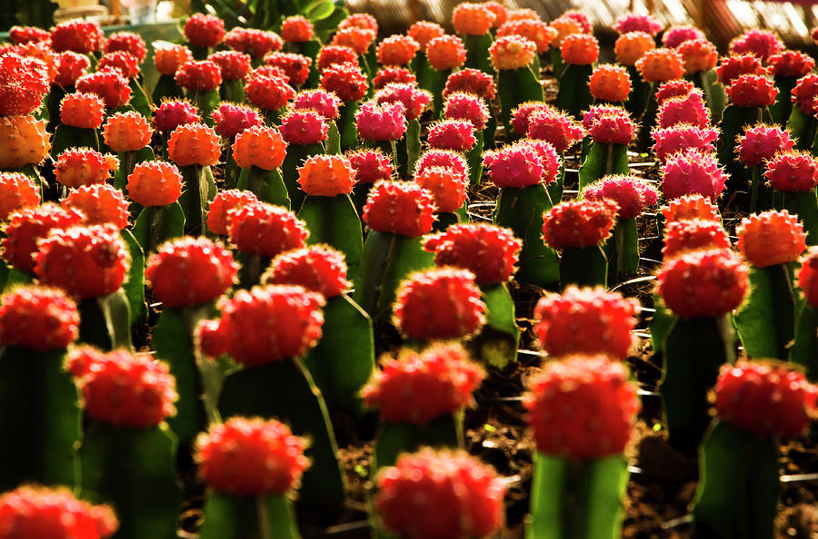 Red Headed Cactus Seedlings Photograph by Photograph By Giora Meisler