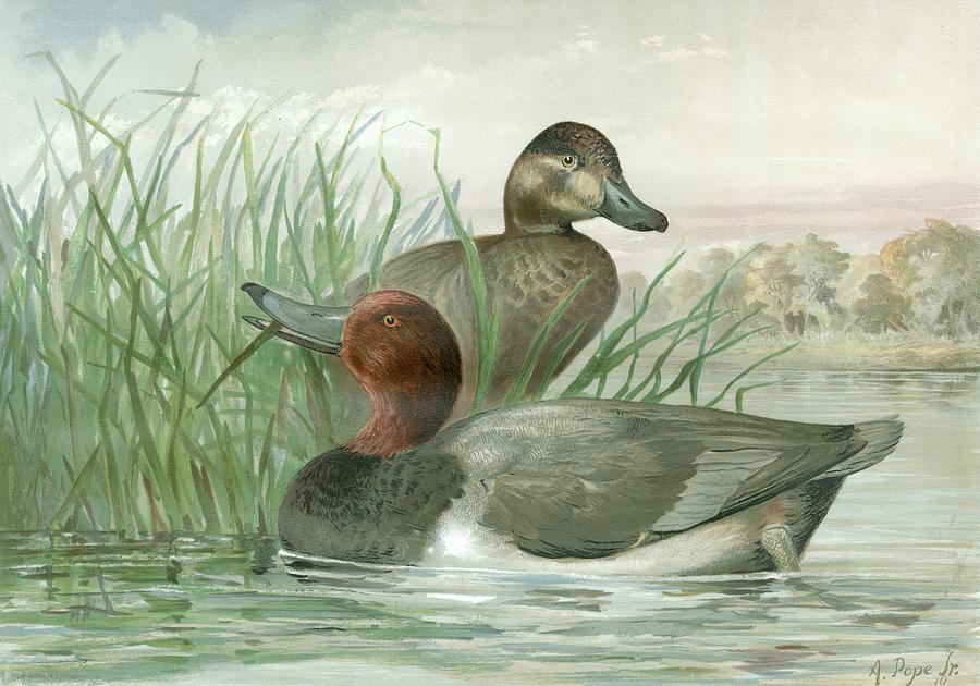 Nature Painting - Red Headed Ducks by A. Pope Jr.