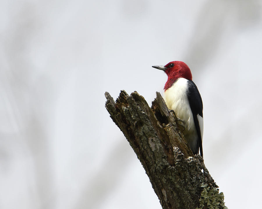 Red Headed Woodpecker Photograph by Ann Bridges