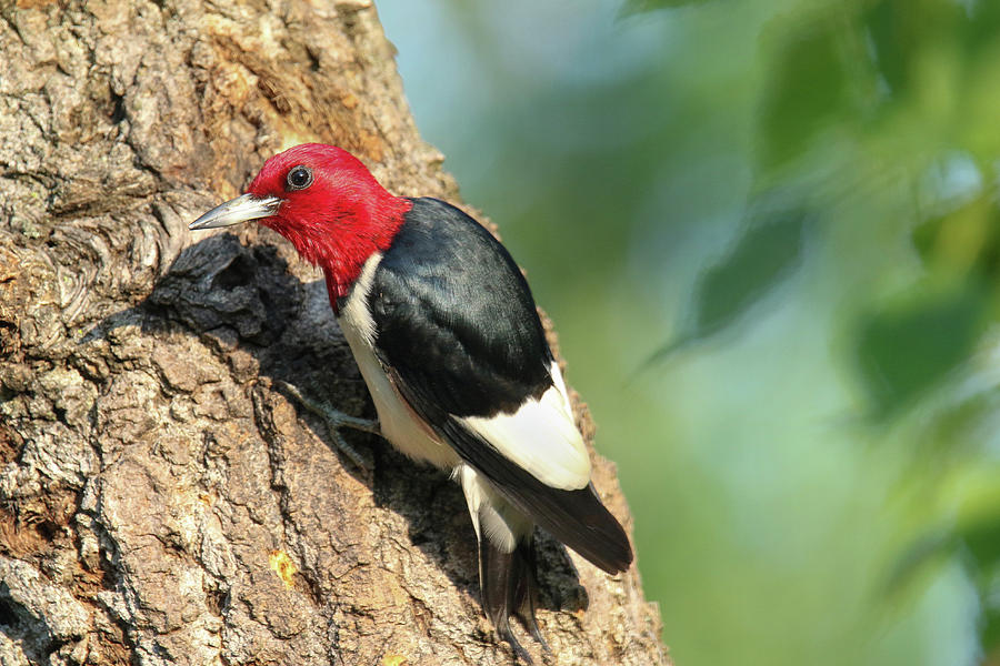 Red Headed Woodpecker Photograph by Brook Burling