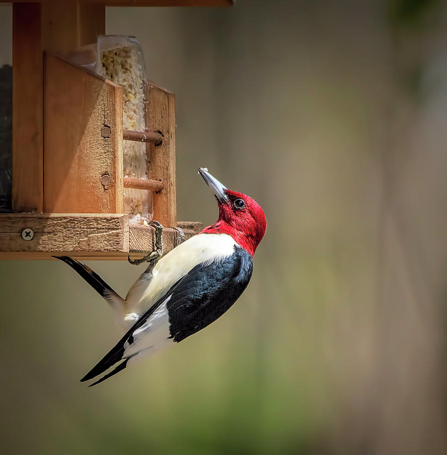 Red-Headed Woodpecker Photograph by Deborah Penland