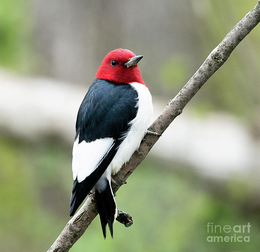 Red Headed Woodpecker Photograph by Dennis Hammer