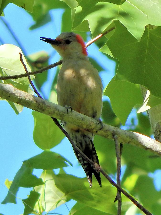 Red Bellied Woodpecker Photograph by Karen Stansberry