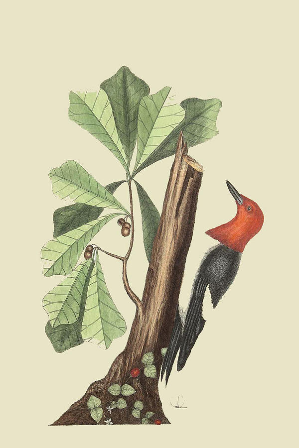 Nature Painting - Red Headed Woodpecker by Mark Catesby