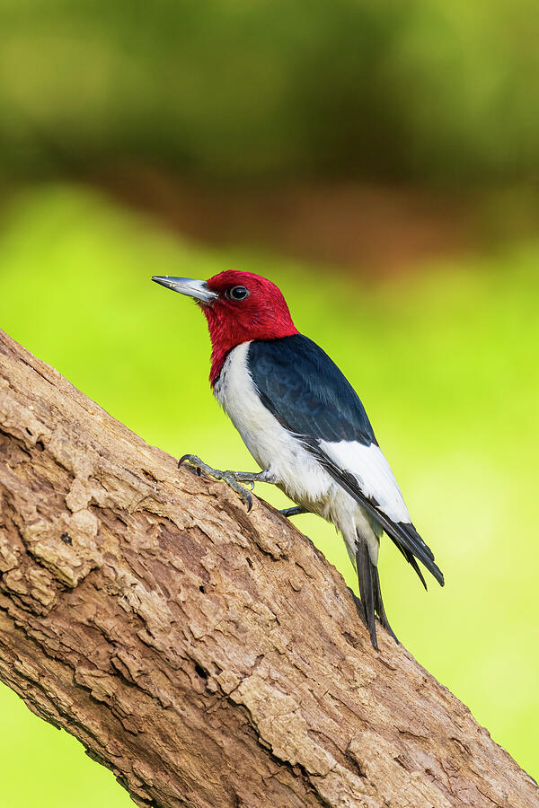 Dead Tree Photograph - Red-headed Woodpecker On Dead Tree by Richard And Susan Day