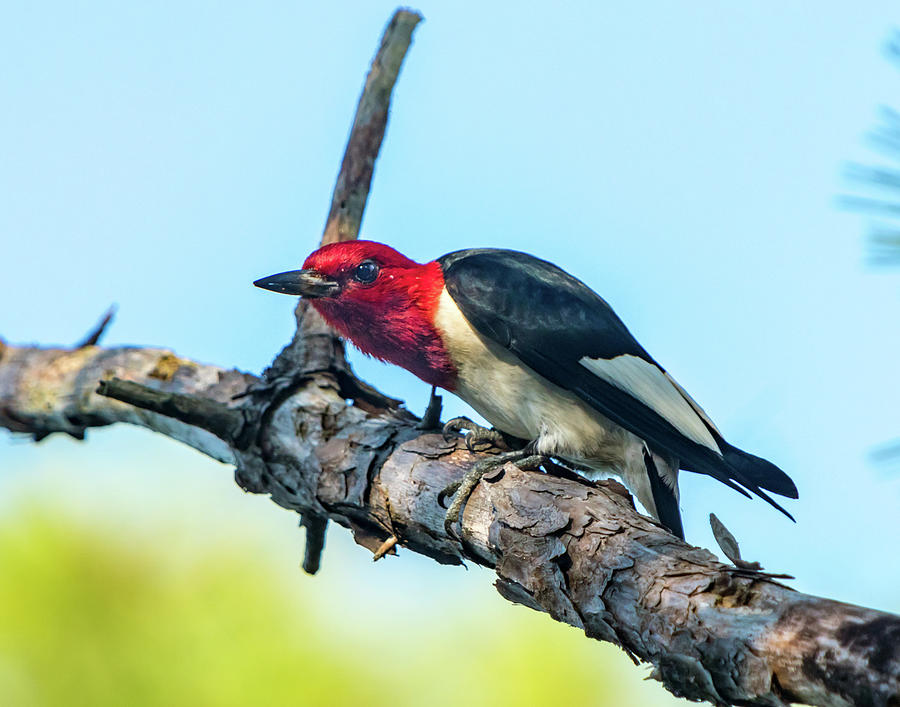 Woodpecker Photograph - Red Headed Woodpecker Peering by Terry Thomas