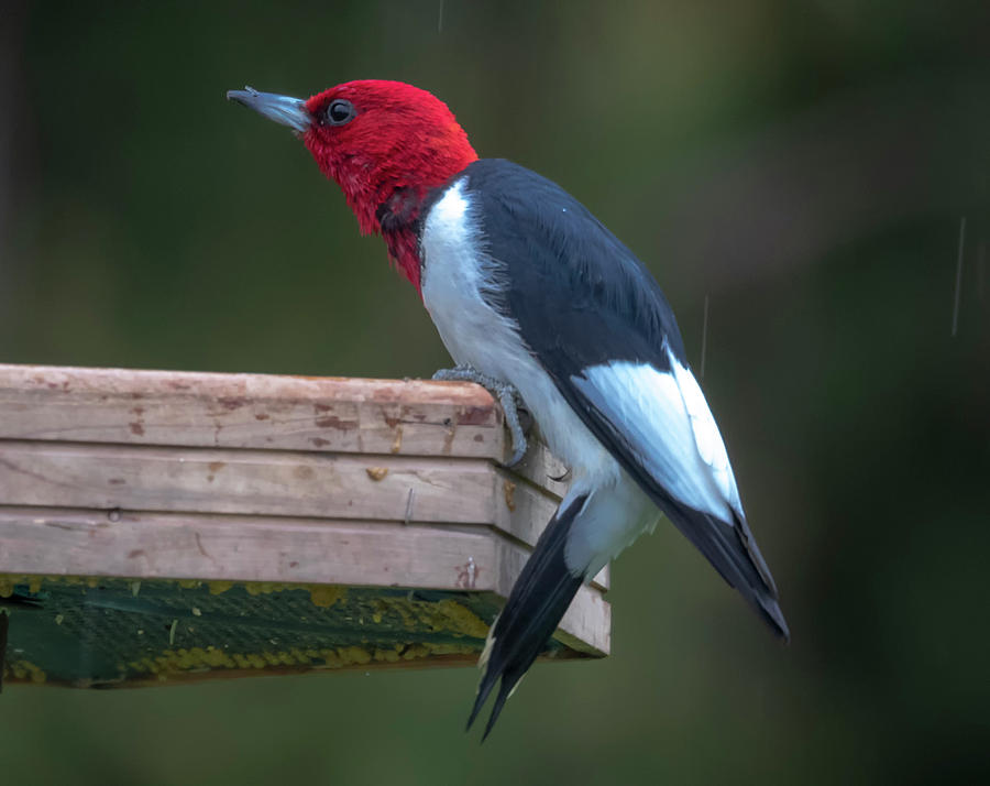 Red-Headed Woodpecker Perched by Ricky L Jones Red-Headed Woodpecker Perched by Ricky L Jones