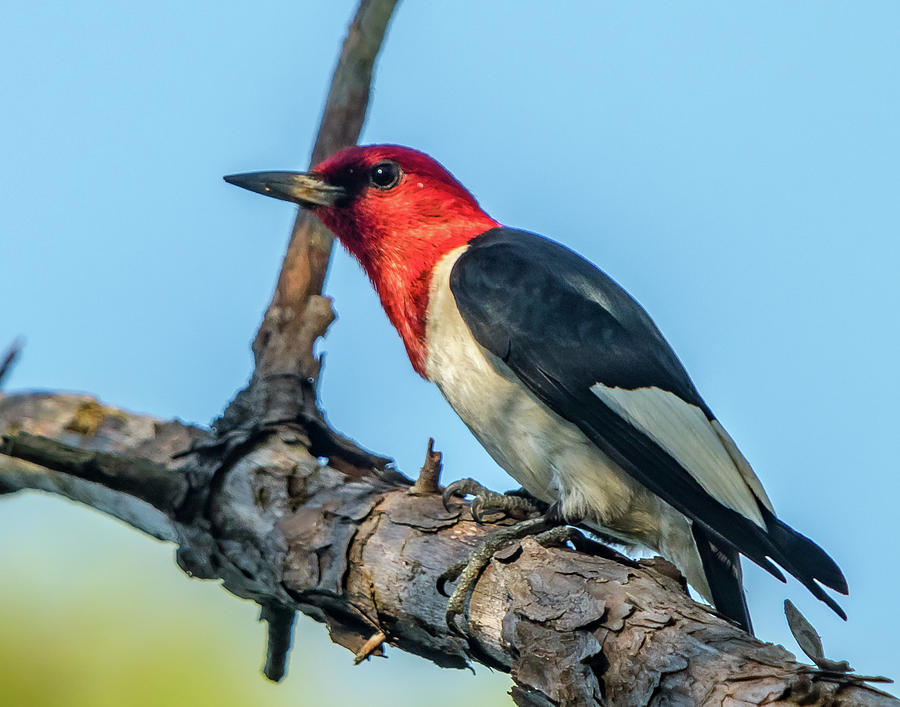 Woodpecker Photograph - Red Headed Woodpecker by Terry Thomas