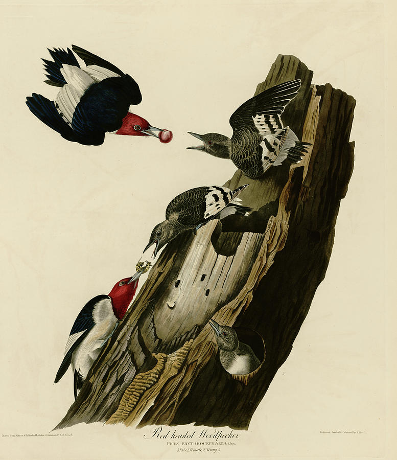 Animal  - Red Headed Woodpecker by Vintage Apple Collection