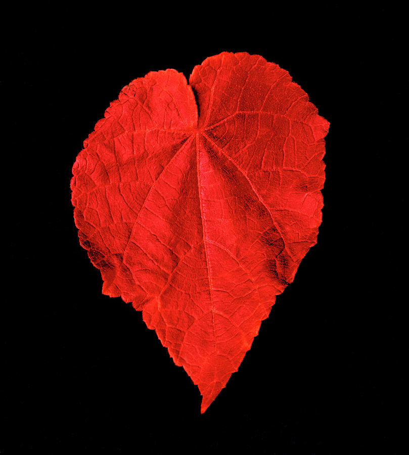 Red Heart Leaf Photograph by Garry Gay