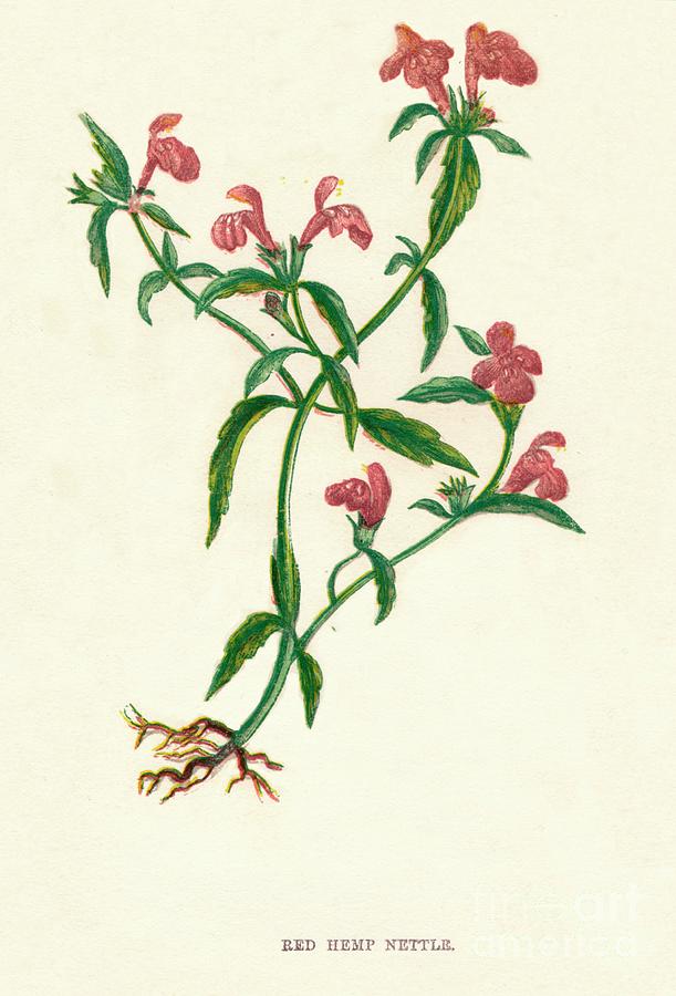 Red Hemp Nettle, C1891, 1891 Drawing by Print Collector