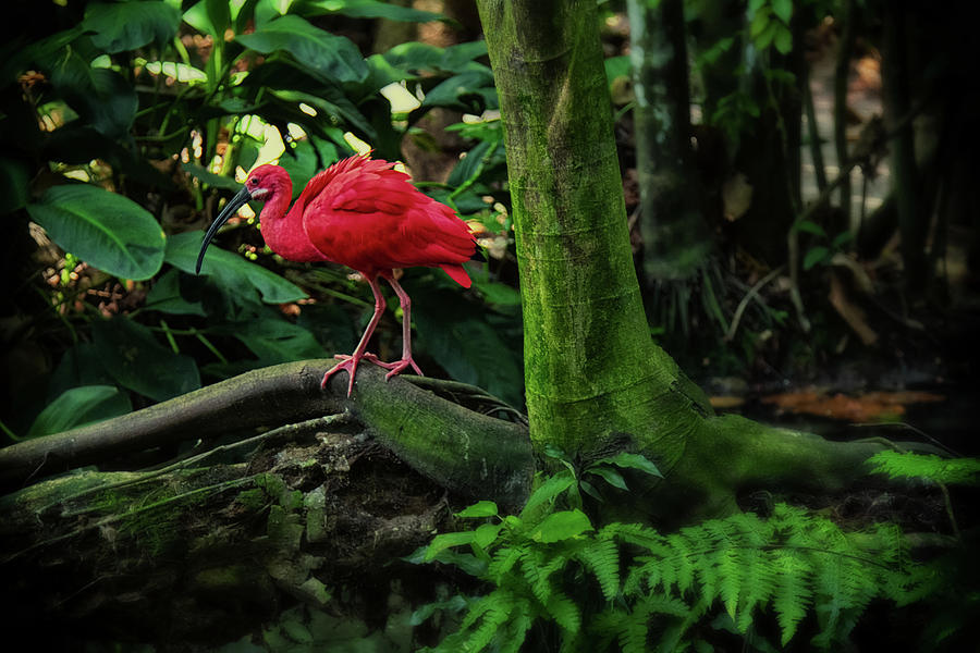 Red Heron Photograph by By Kim Schandorff
