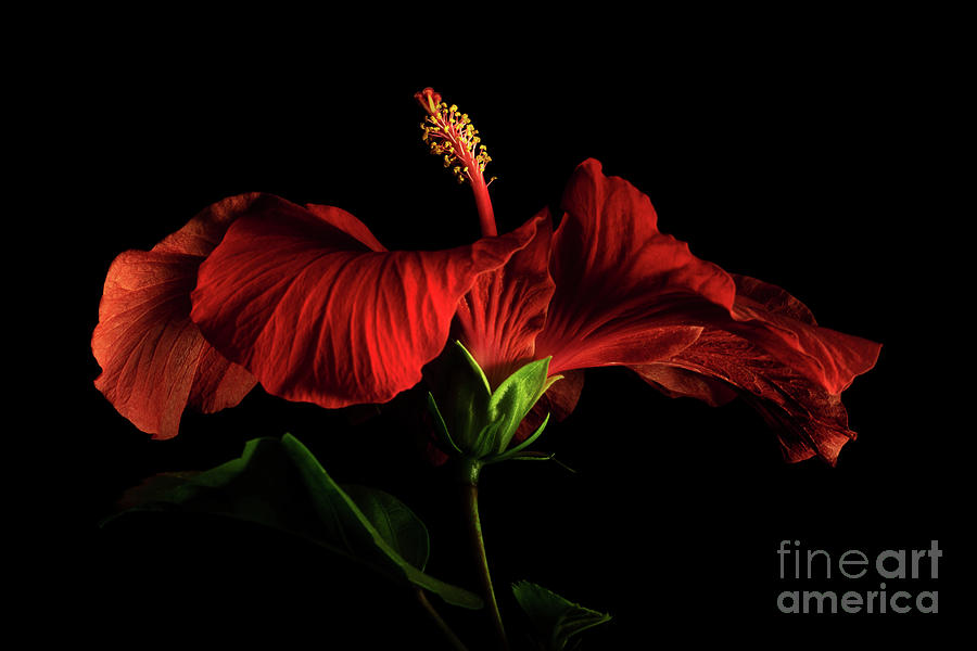Red Hibiscus 2 Photograph by Ann Garrett