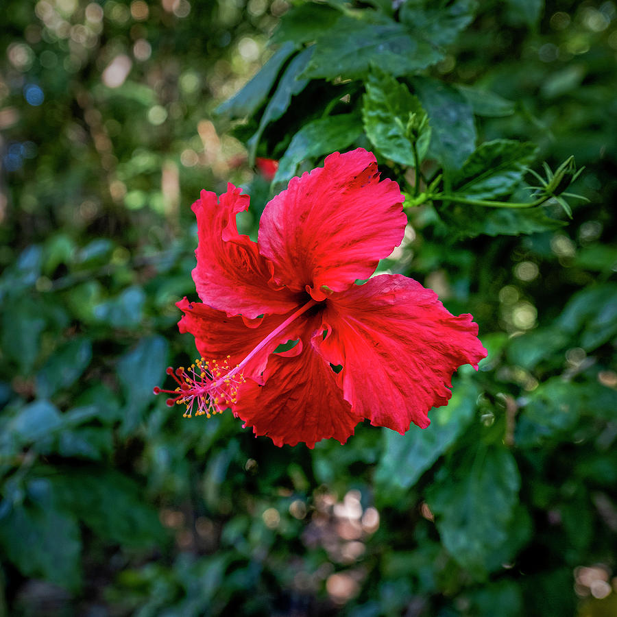 Red Hibiscus Photograph by Catherine Reading