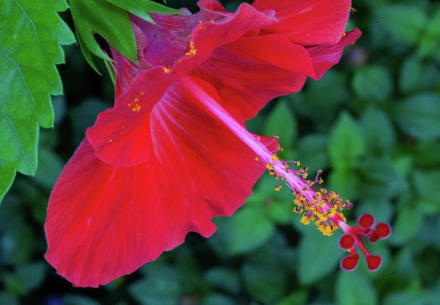 Red Hibiscus Photograph by Doug Davidson