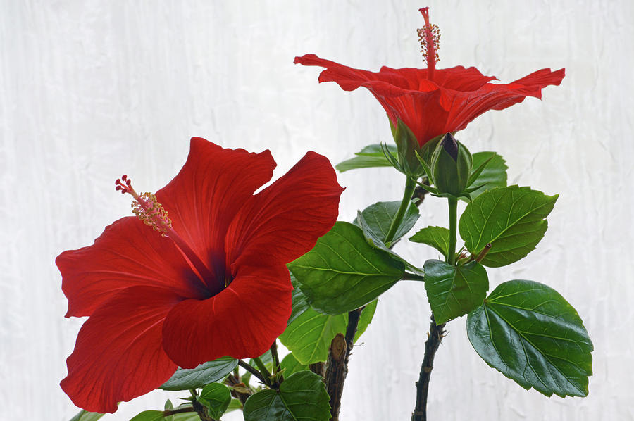 Red Hibiscus Duo Photograph by Terence Davis