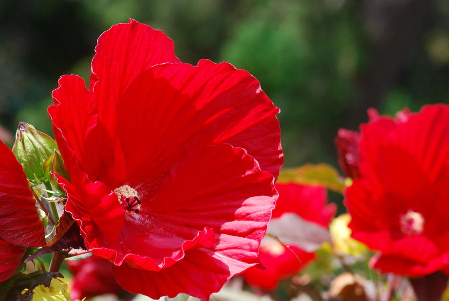 Red Hibiscus Photograph by Ee Photography
