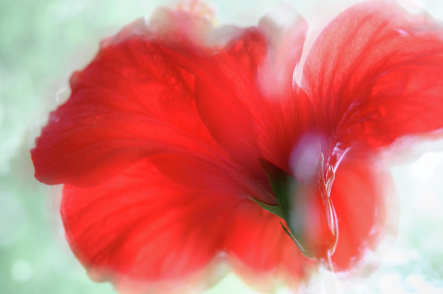 Red Hibiscus Flower Dream Photograph by Jenny Rainbow