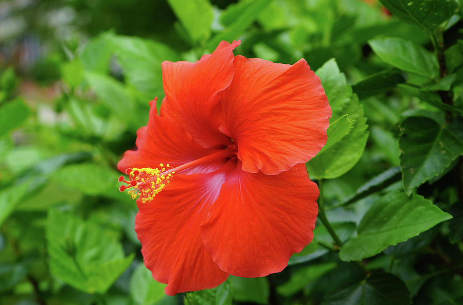 Red Hibiscus Glory Photograph by Christine Chin-Fook