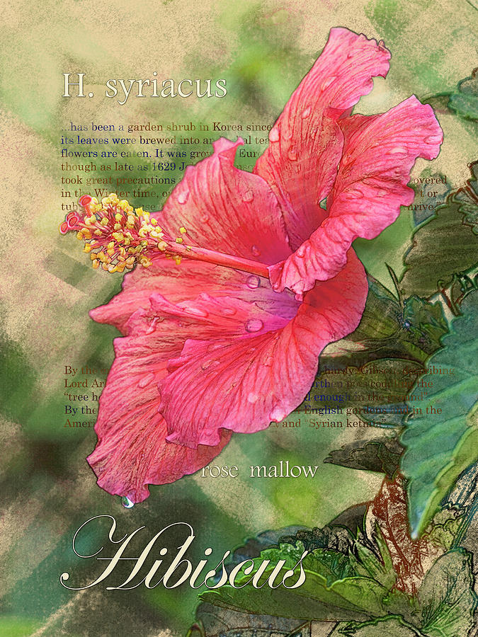 Red Hibiscus Graphic Digital Art by Mark Mille
