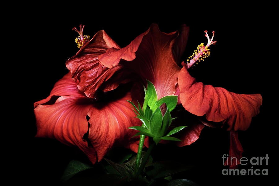 Red Hibiscus in the dark Photograph by Ann Garrett