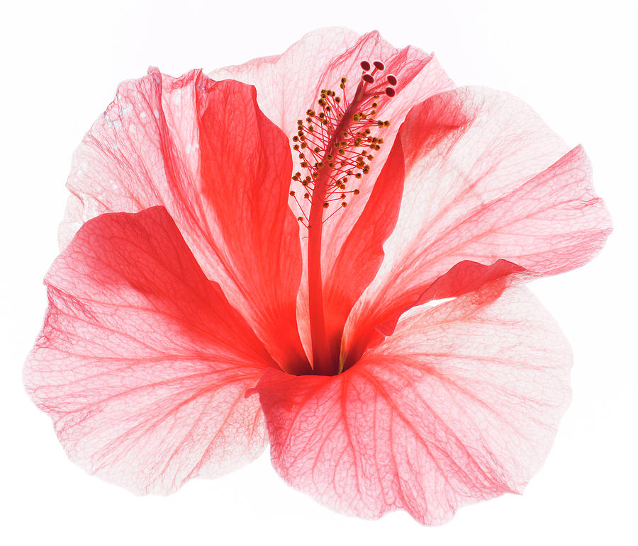 Red Hibiscus Photograph by Studio 504