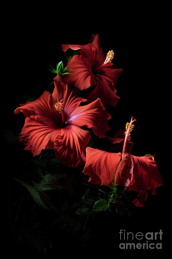 Red Hibiscus Trio Photograph by Ann Garrett