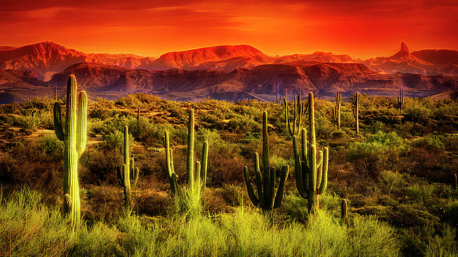 Red Hot Sonoran Skies  Photograph by Saija Lehtonen