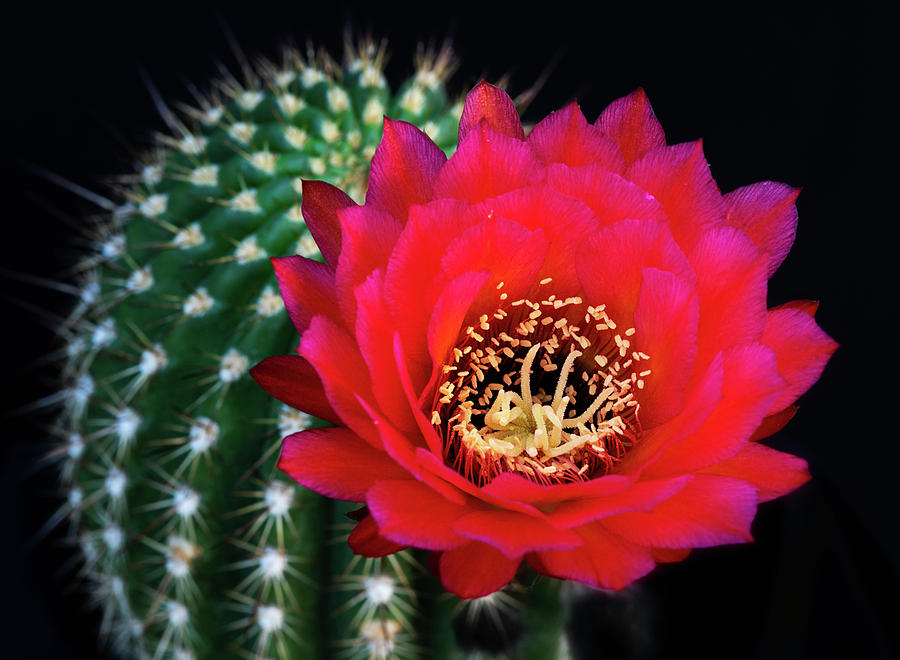 Red Hot Torch Cactus  Photograph by Saija Lehtonen