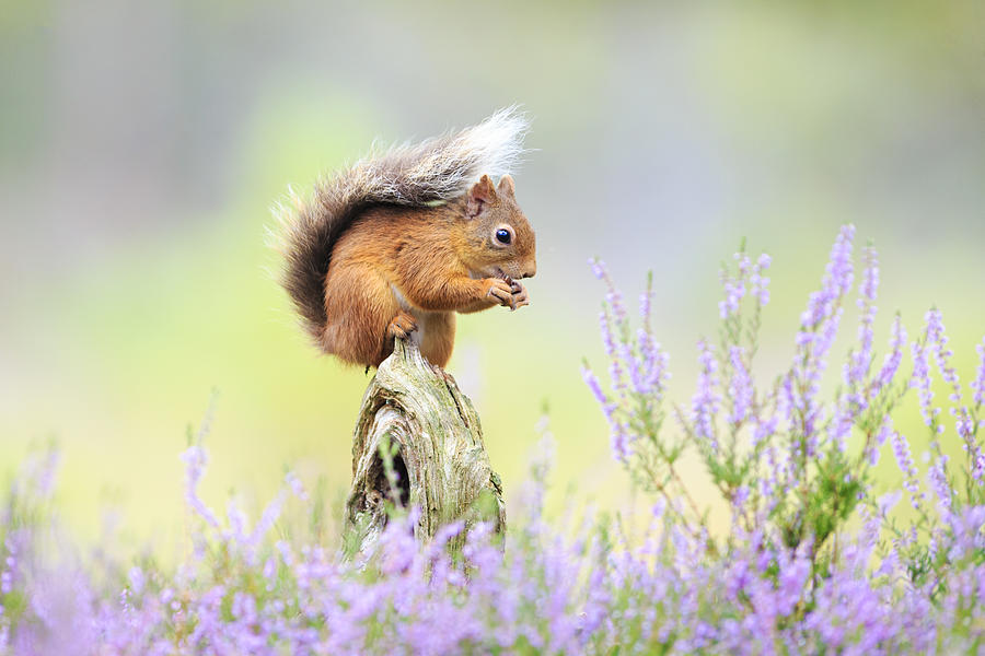 Squirrel Photograph - Red by Howard Ashton-jones