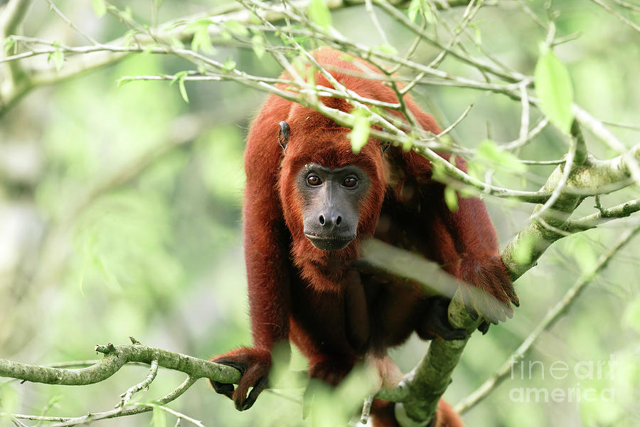 Red Howler Monkey Photograph by Dr P. Marazzi/science Photo Library