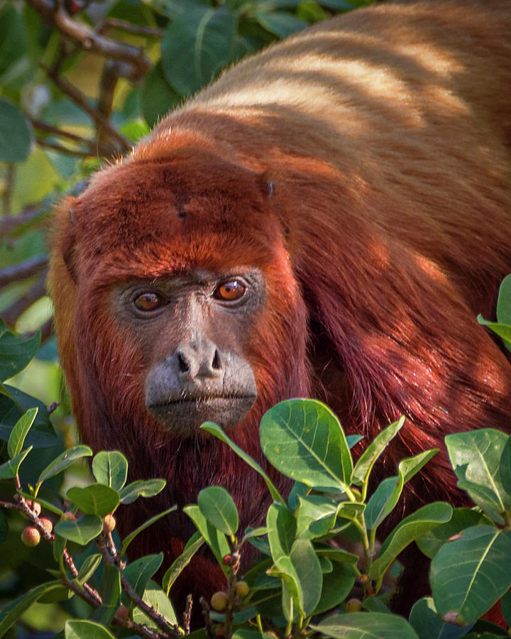 Red Howler Monkey Hato Berlin Casanare Colombia Photograph by Adam Rainoff