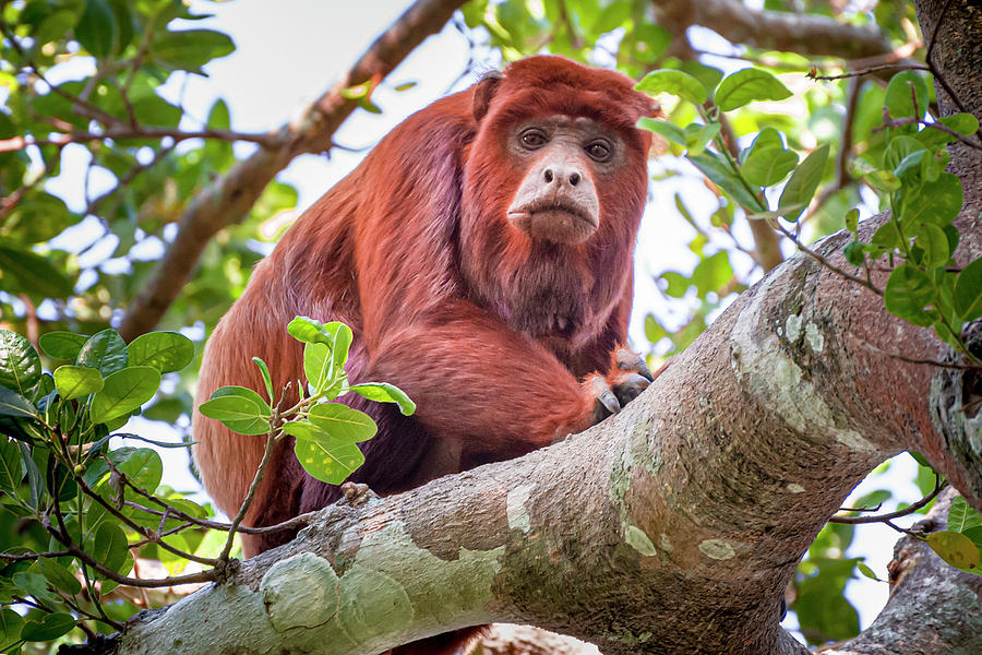 Red Howling Monkey Hato Berlin Casanare Colombia Photograph by Adam Rainoff