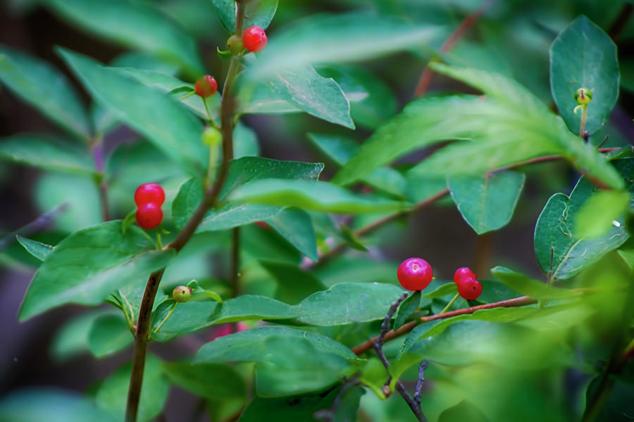 Red Huckleberry Photograph