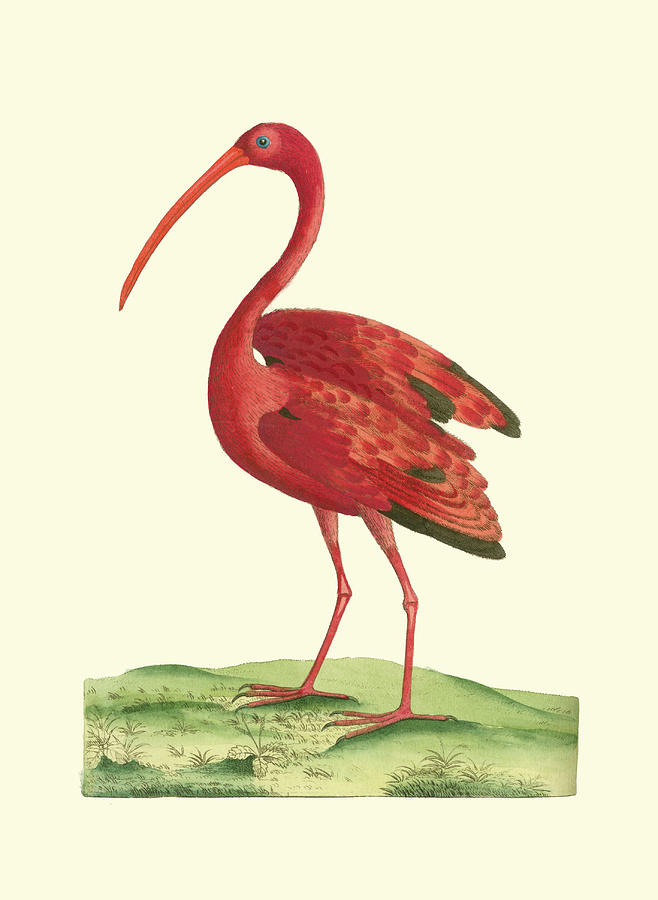 Bird Painting - Red Ibis by Frederick P. Nodder