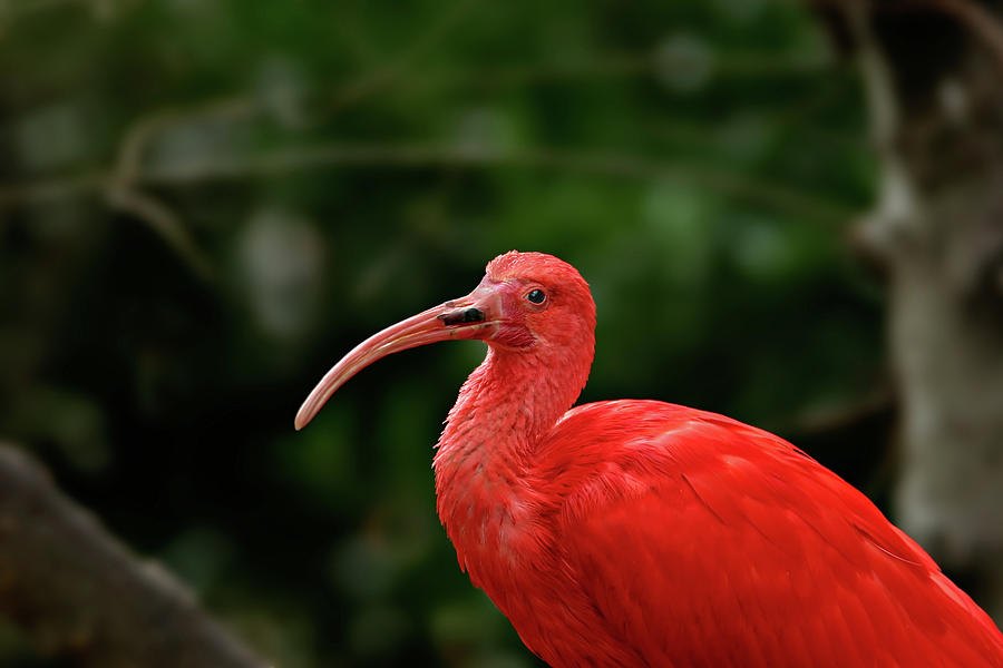 Red Ibis Photograph by Ronnie And Frances Howard