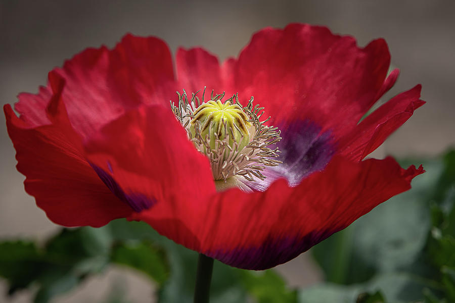 Red Iceland Poppy 9468 by TL Wilson Photography  Photograph by Teresa Wilson