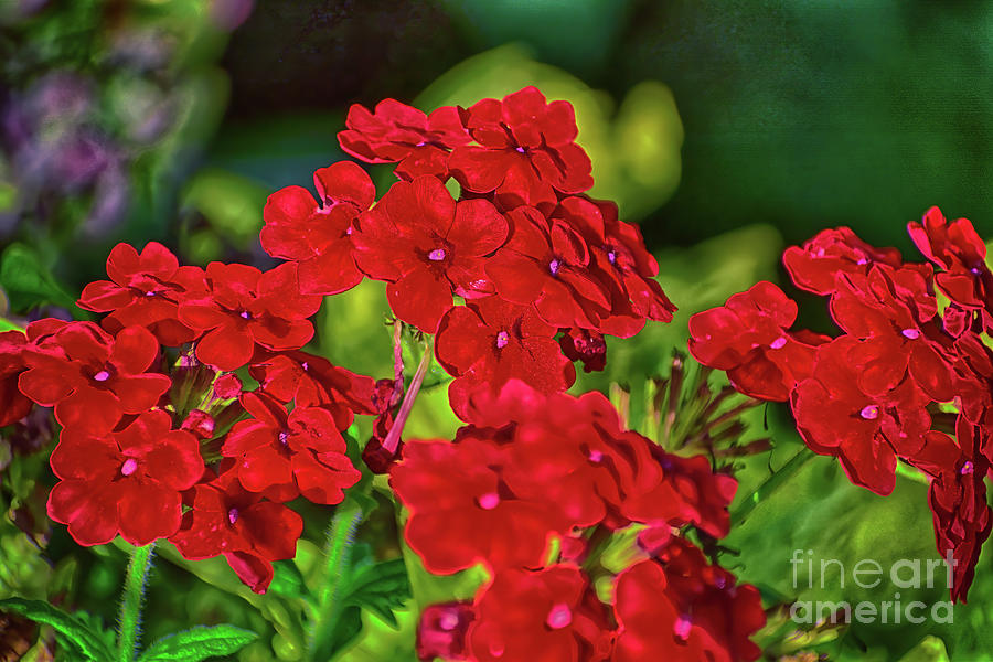 Red Impatiens in the Sun Photograph by Rebecca Carr