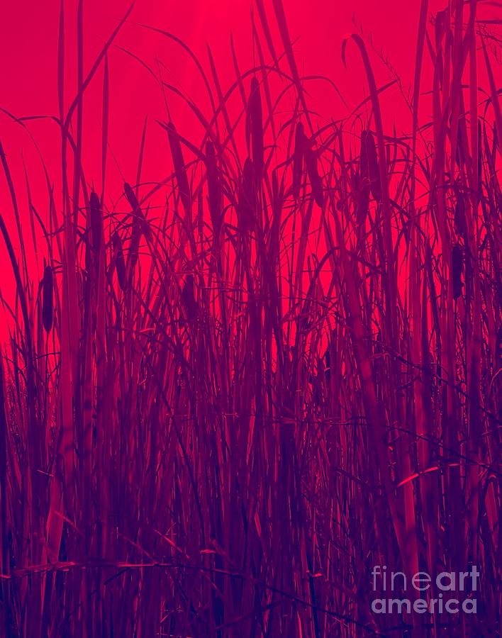 Red in the Cattails Photograph by Jennifer Lake