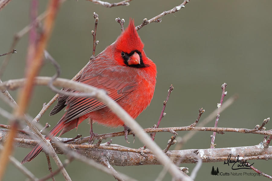 Red in Winter by David Cutts Red in Winter by David Cutts