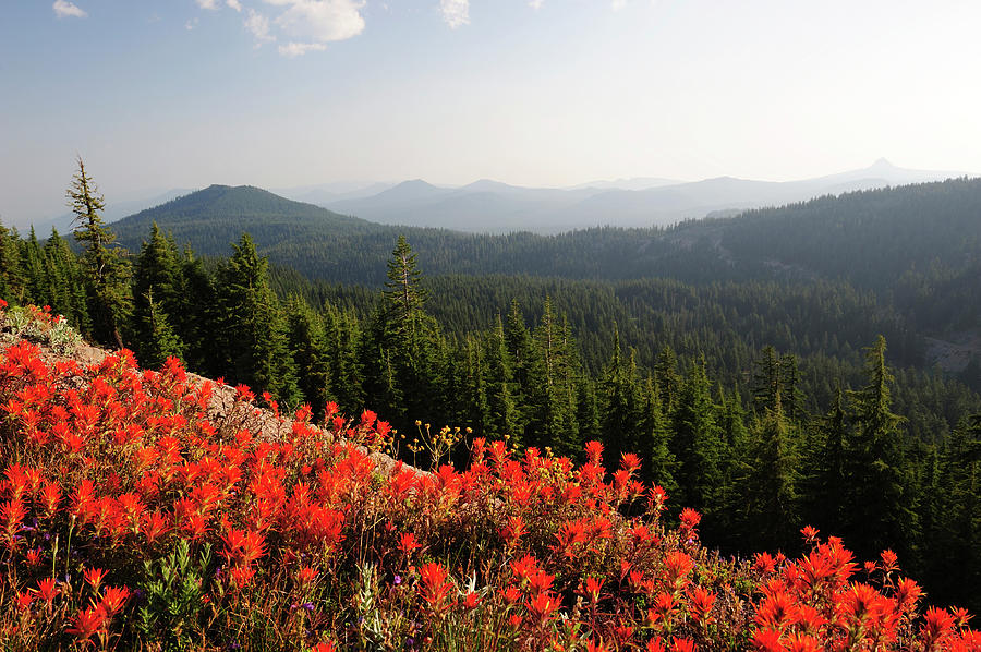 Red Indian Paintbrush With Mountain Photograph by Aimintang