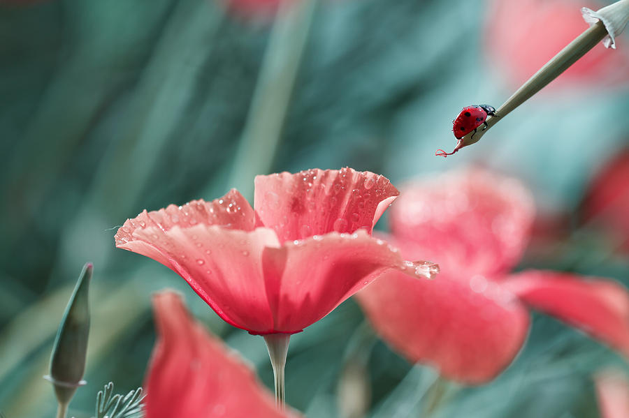 Poppy Photograph - Red Ink Refill by Fabien Bravin