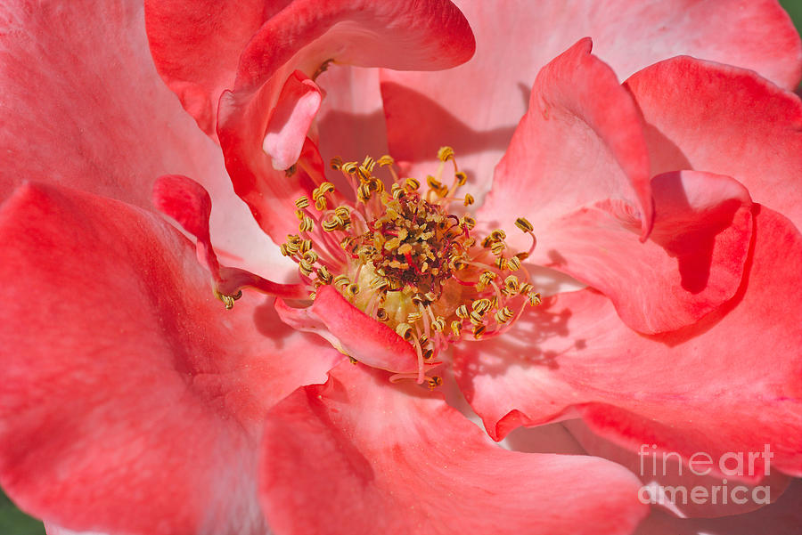 Red Into Pink Rose Photograph by Joy Watson