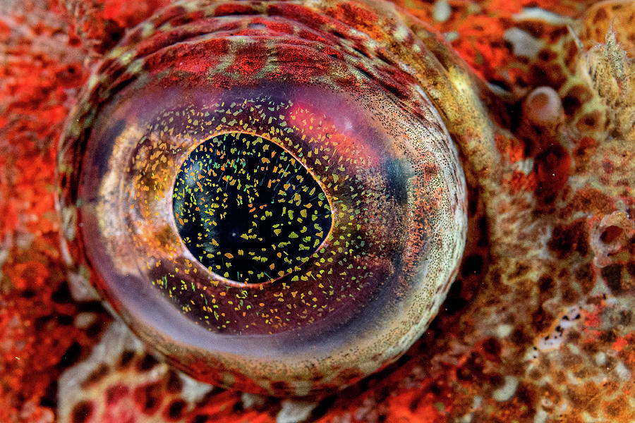 Red Irish Lord Fish, Browning Pass, Vancouver Island, Canada Photograph ...