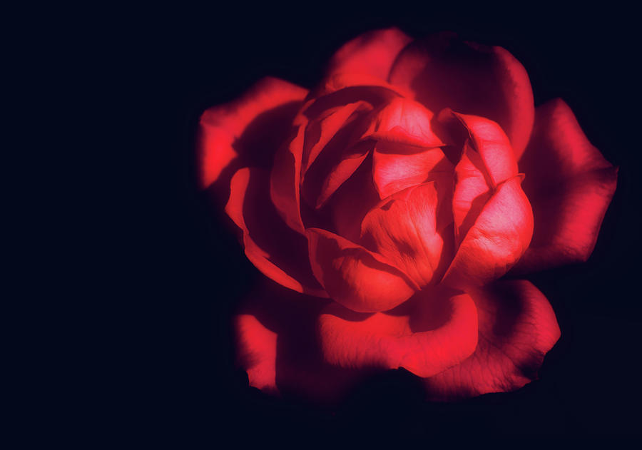 Nature Photograph - Red Is The Rose by Iryna Goodall