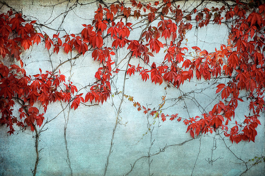 Red Ivy  Photograph by Mary Lee Dereske