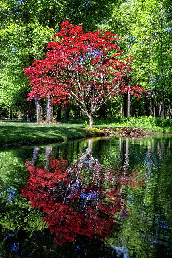 Spring Photograph - Red Japanese Maples  by Debra and Dave Vanderlaan