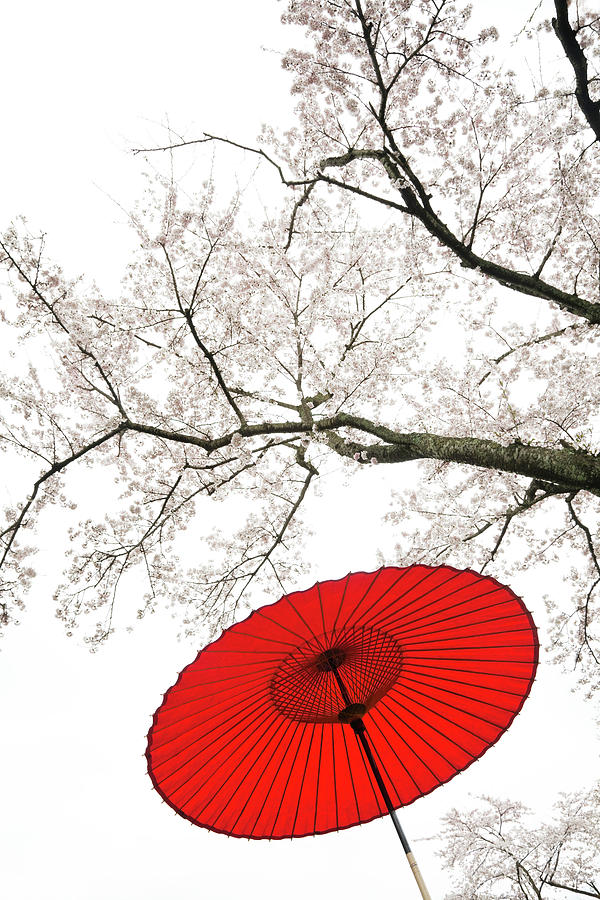 Red Japanese Umbrella Photograph by Ooyoo