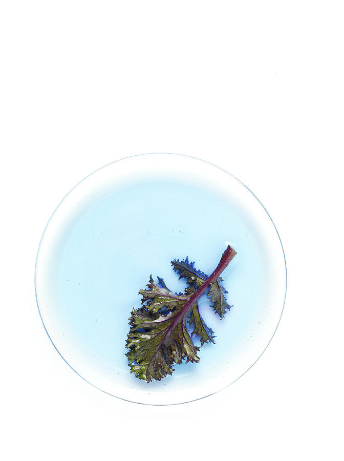 Red Kale Cabbage Leaf On A Blue Circle Photograph by Cabanes-valle